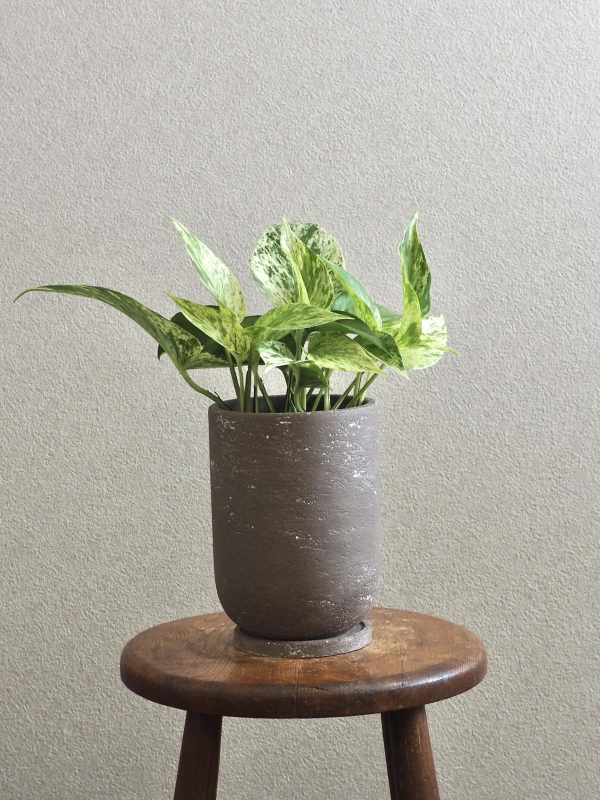 ポトス マーブルクイーン ロクイチ植物店 ポトス マーブルクイーン ロクイチ植物店