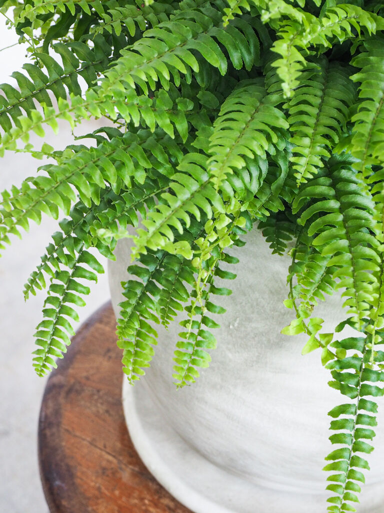 ネフロレピス ツデー ロクイチ植物店