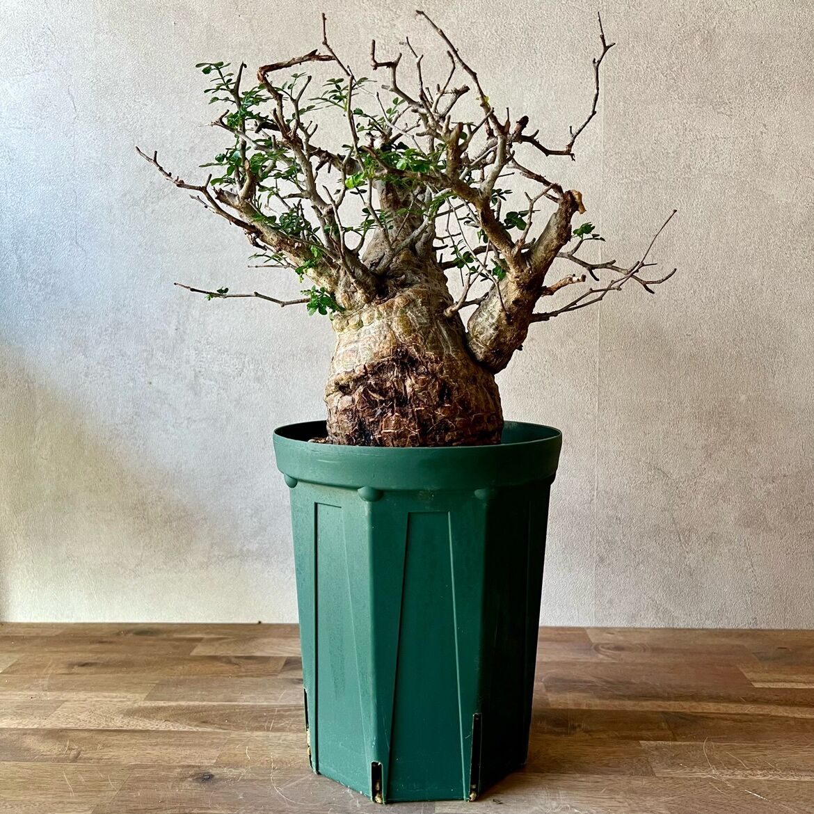 新着種子100粒 オペルクリカリア・パキプス 新 デザイン