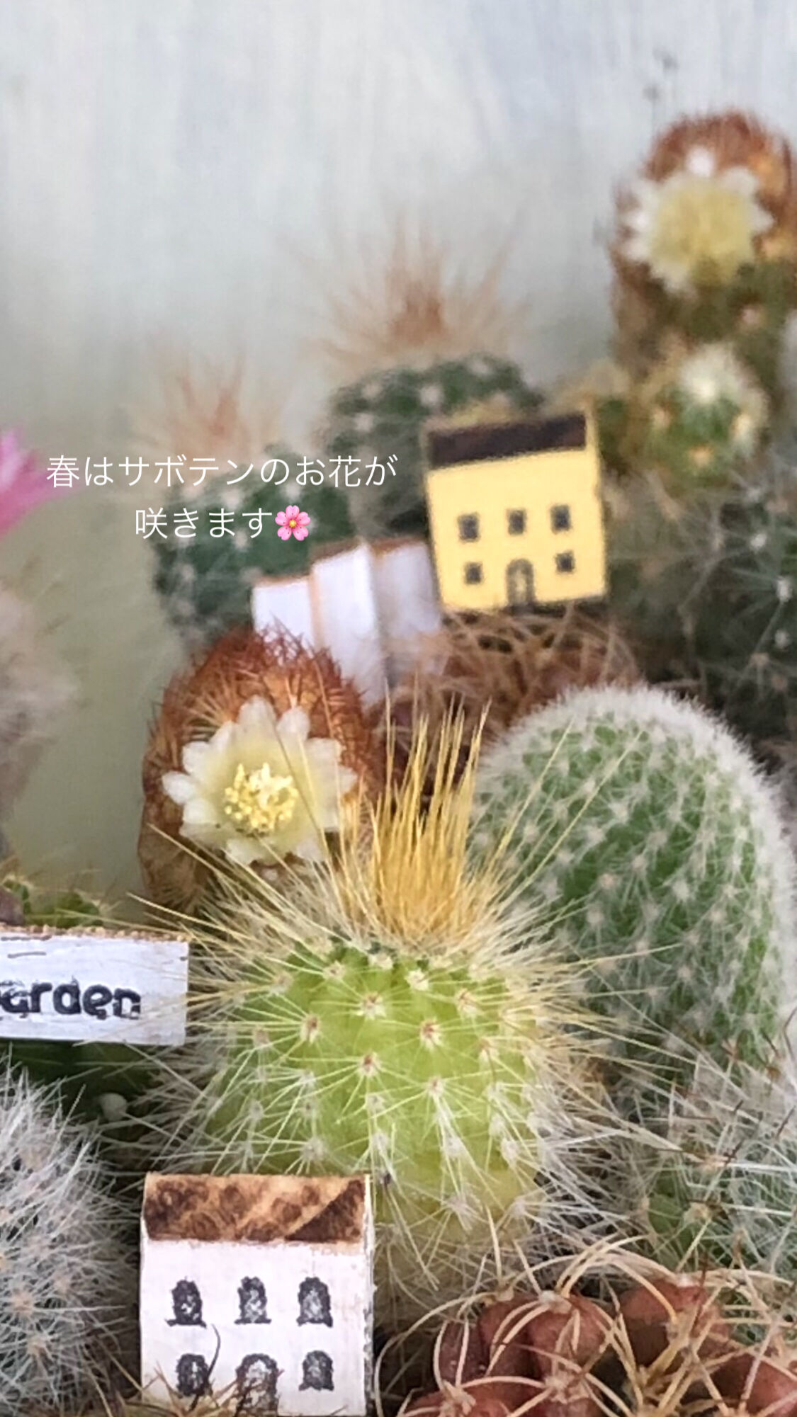 国産品 サボテンのミイラ Shop Display 店舗用品 Labelians Fr 国産品 サボテンのミイラ Shop Display 店舗用品 Labelians Fr