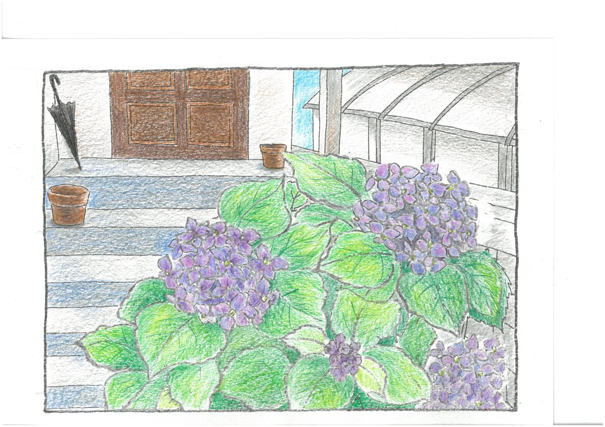 6月ぬり絵 あじさい Kurure S Store