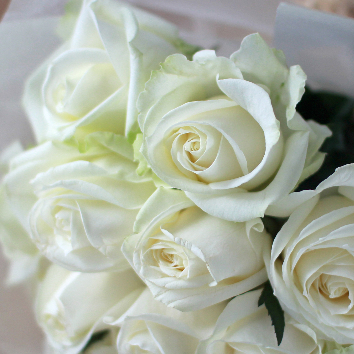 Douzaine De Roses ドゥゼーヌ ドゥ ローズ 12本のバラ モダンロー