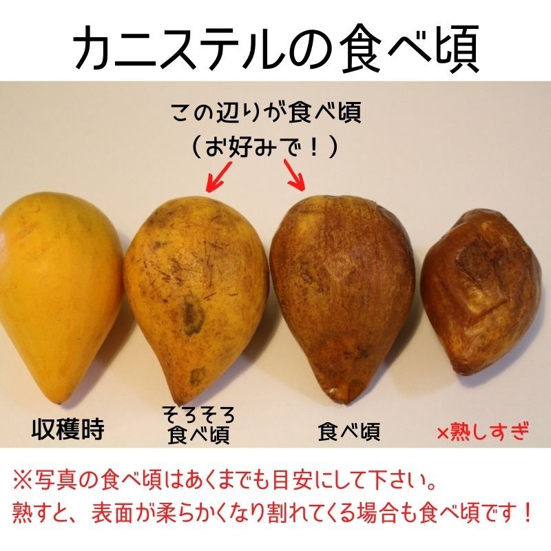 沖縄産果物 送料無料 カニステル約2kg 農薬不使用 化学肥料不使用 Lahani