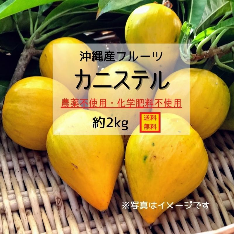 沖縄産果物 送料無料 カニステル約2kg 農薬不使用 化学肥料不使用 Lahani