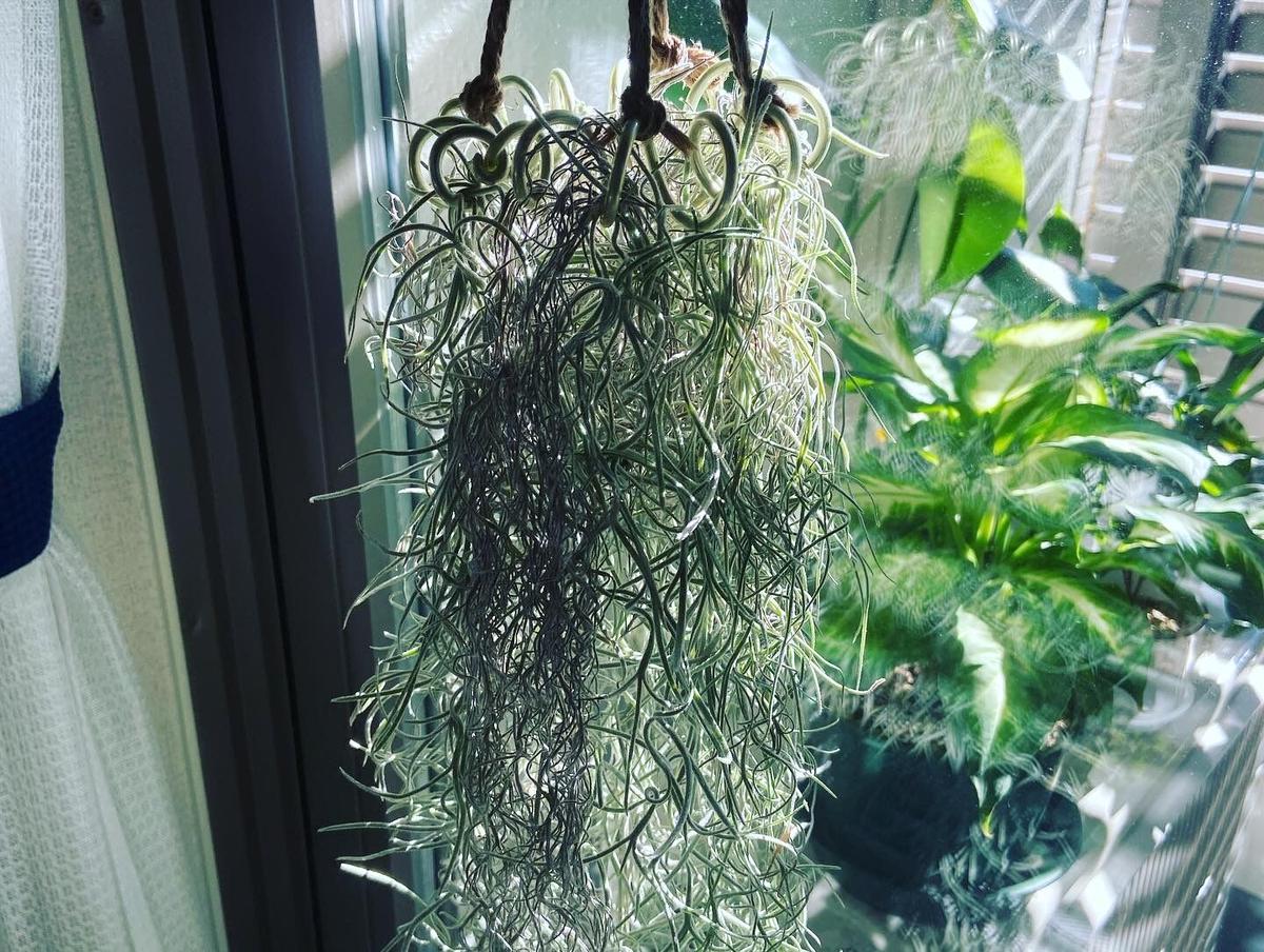 送料無料 大人気 ウスネオイデス スパニッシュモス ハンガー Lapis Garden