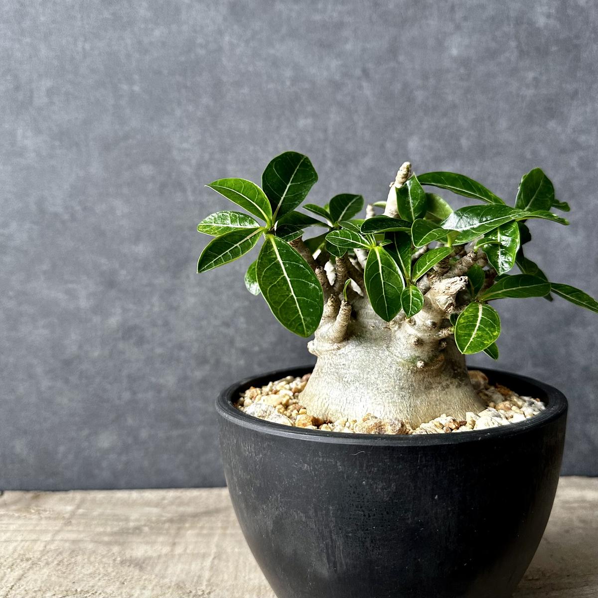 アデニウム アラビアカム ドワーフ 塊根植物 コーデックス 観葉植物