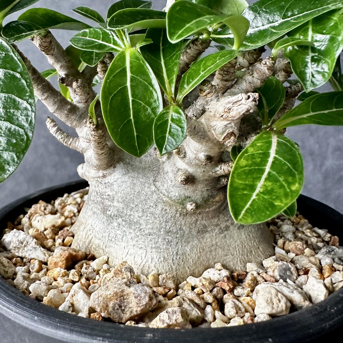 アデニウム アラビアカム ドワーフ 塊根植物 コーデックス 観葉植物