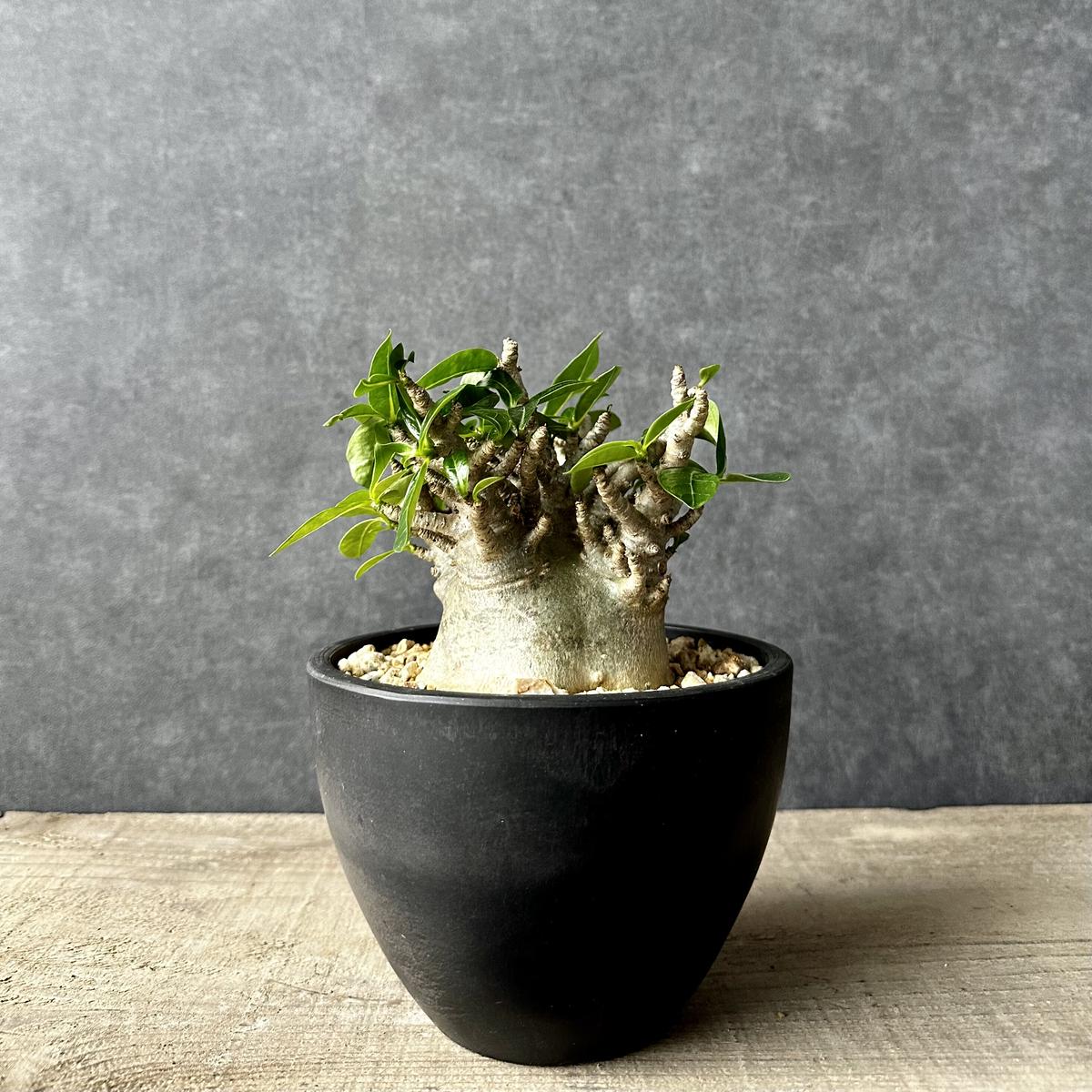 アデニウム アラビアカム ドワーフ 塊根植物 コーデックス 観葉植物