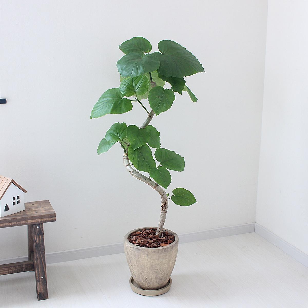 ウンベラータ 現品 曲がり Lealea Lapule ウンベラータ 現品 曲がり Lealea Lapule