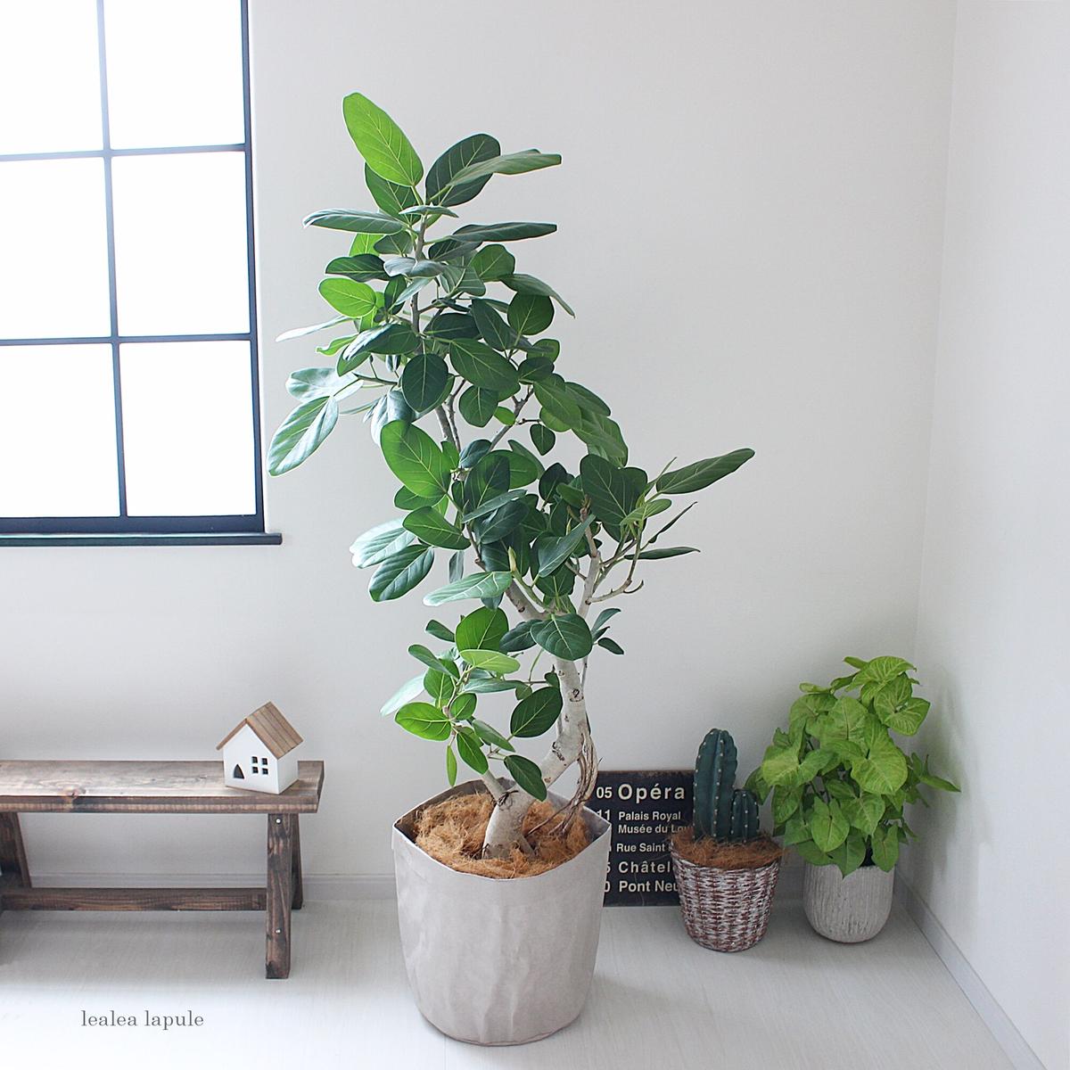大型サイズ 165cm フィカス ベンガレンシス 曲がり Lealea Lapule