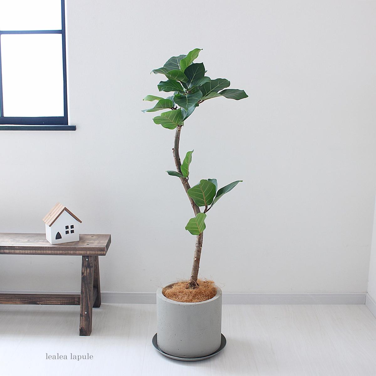 超希少❗️フィカス　アフリカンプリンス　朴✨ フィカス アフリカンプリンス アフリカの保護植物に指定されている希少