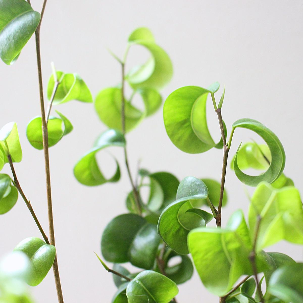 ベンジャミンバロック Lealea Lapule