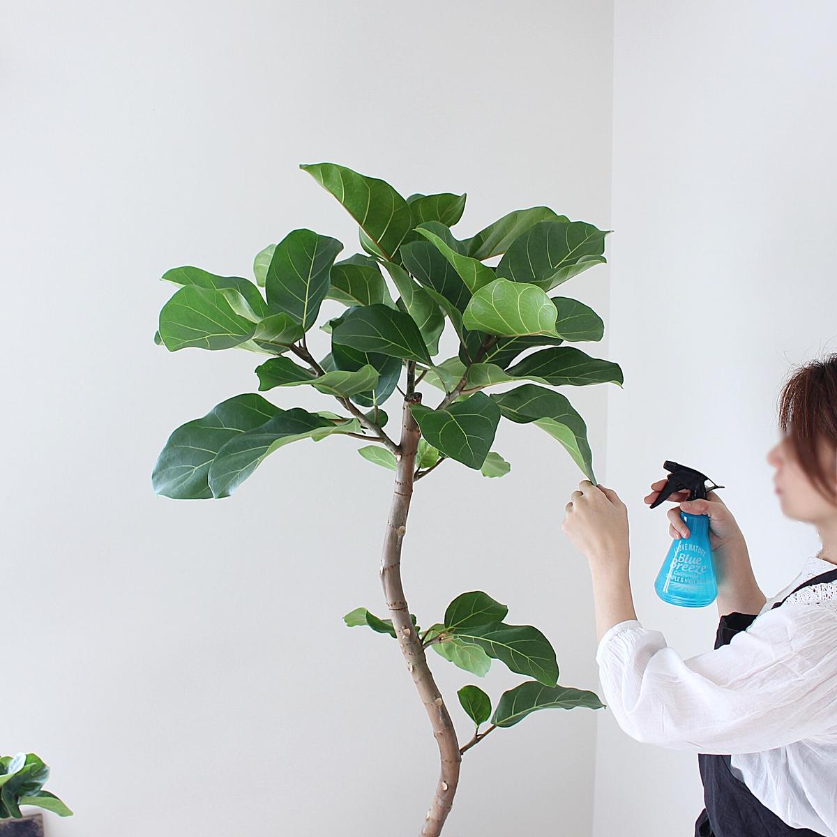 特別価格 日時指定できません 現品 現物 フィカス アフリカンプリンス Ficus African Prince 10号 ｐ９番 保障できる Www Insfatima Com Ar