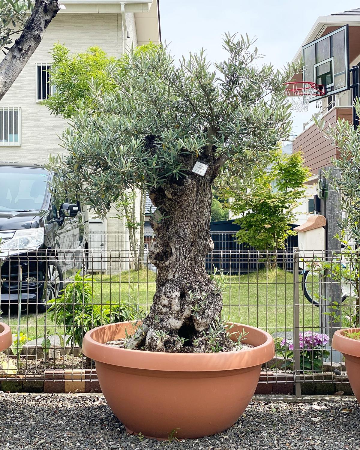古木オリーブ(大きい個体)観葉植物