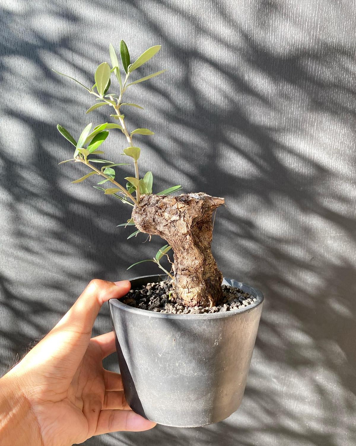 古木オリーブ　盆栽 古木オリーブ(盆栽風仕立て)観葉植物