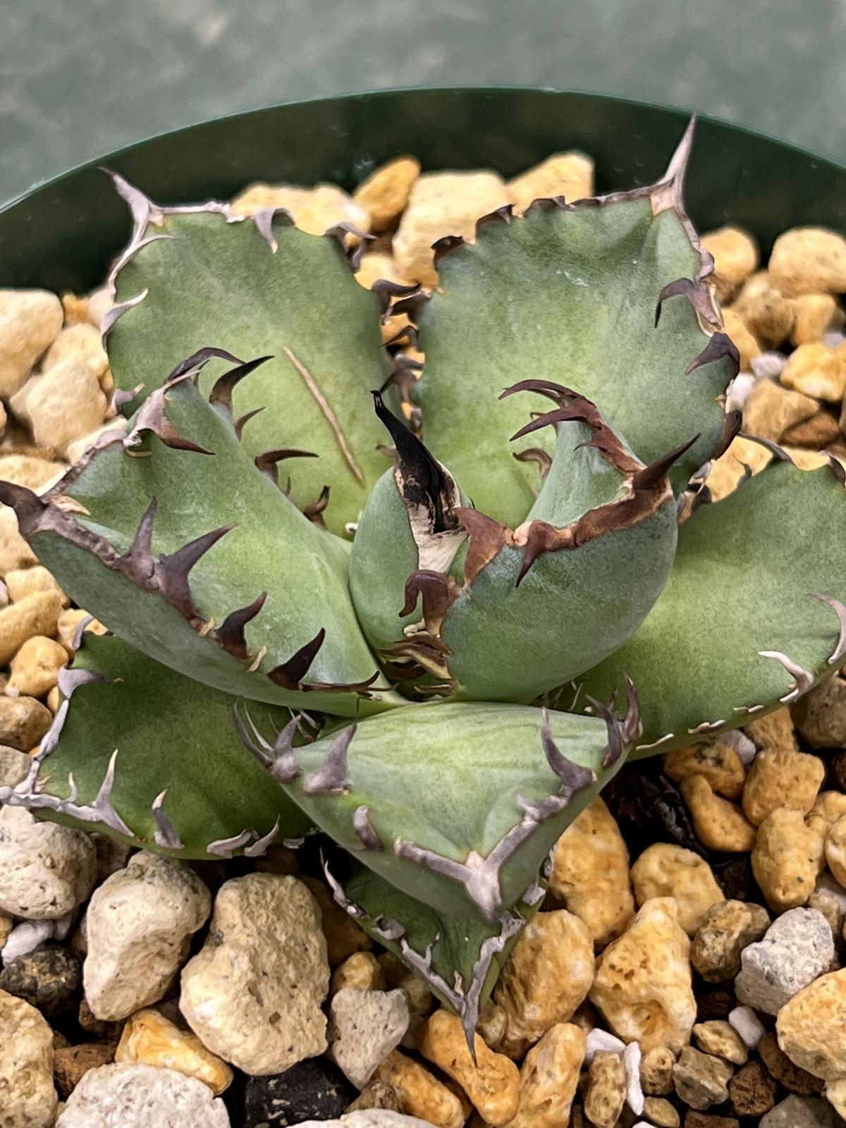 良血統 黒鯨 ③ | 旧コウベアガベ専門店 オンラインショップ