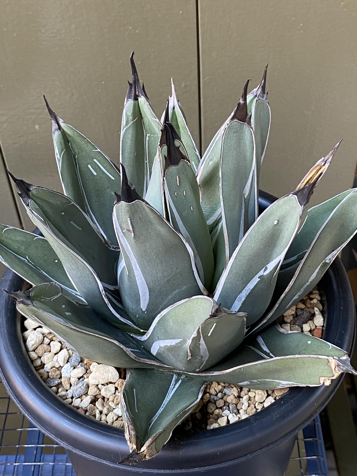 ⭐️特別価格⭐️ アガベ ニッケルシー 笹吹雪 特選優良株‼️ 極上株‼️