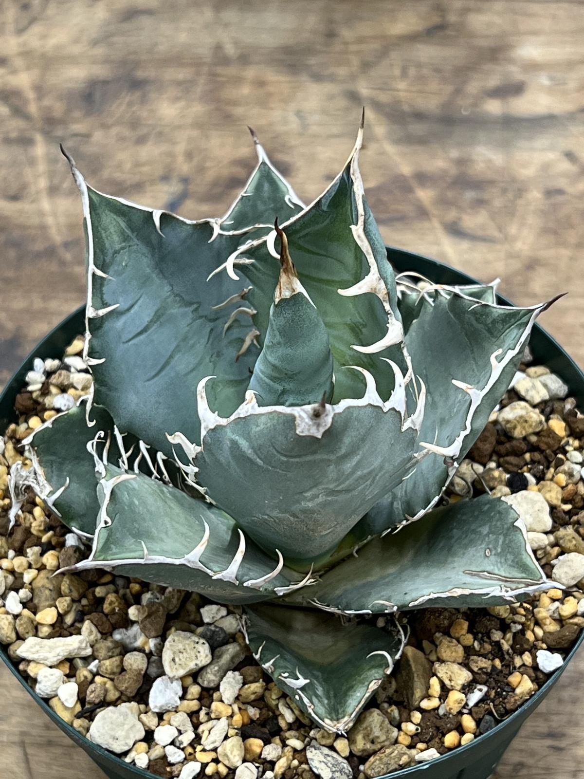 パ*パ様 【有望株】Agave \"選抜OTEROI \" AGAVE OTEROI 2024 実生 選抜株 AGAVE OTEROI 2024 実生 選抜株 アガベ