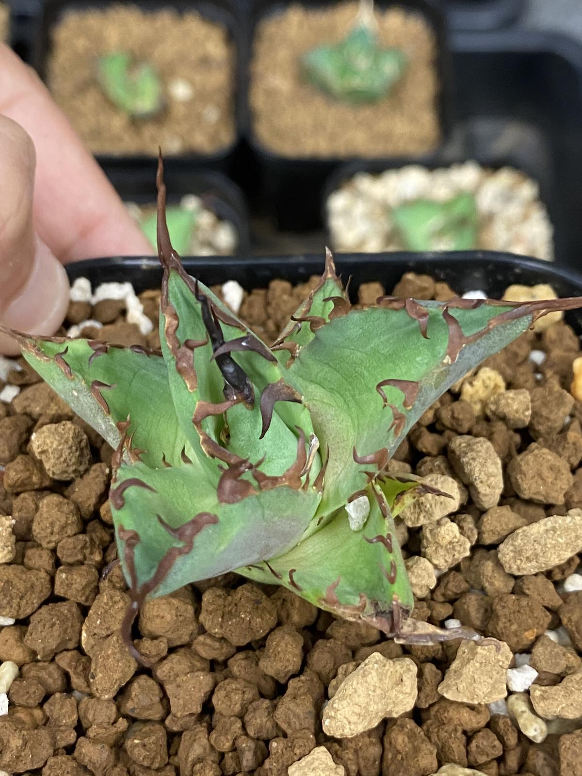 T様 売約済 特選 Agave titanota HADES | コウベアガベ専門店