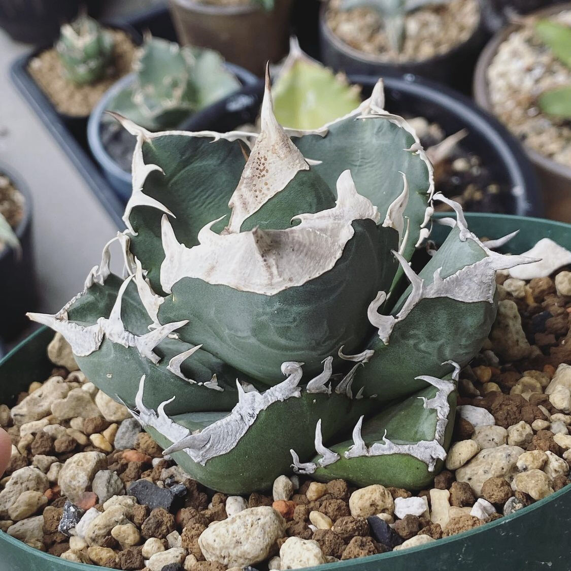 F-414 特選 アガベ チタノタ SAD 南アフリカダイアモンド 強棘極上5株  