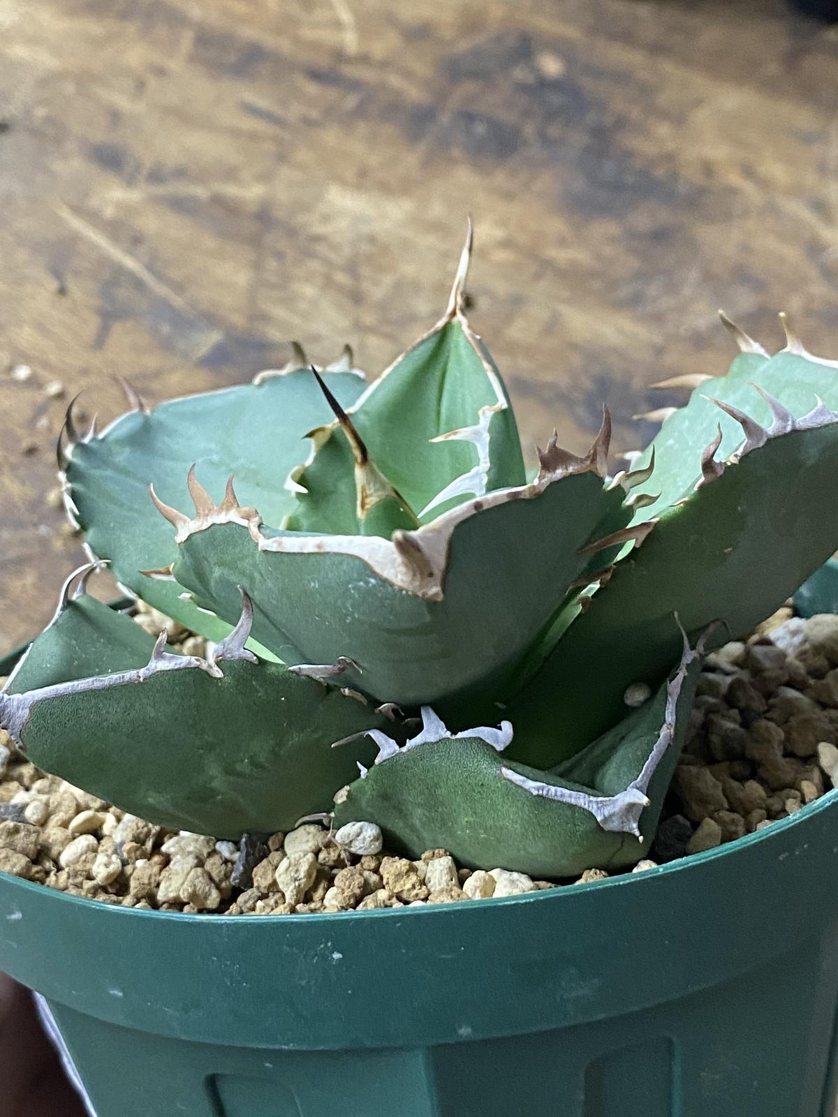 s**様 アガベ　白鯨　大株 アガベ 白鯨 大株 | AGA BASE 330