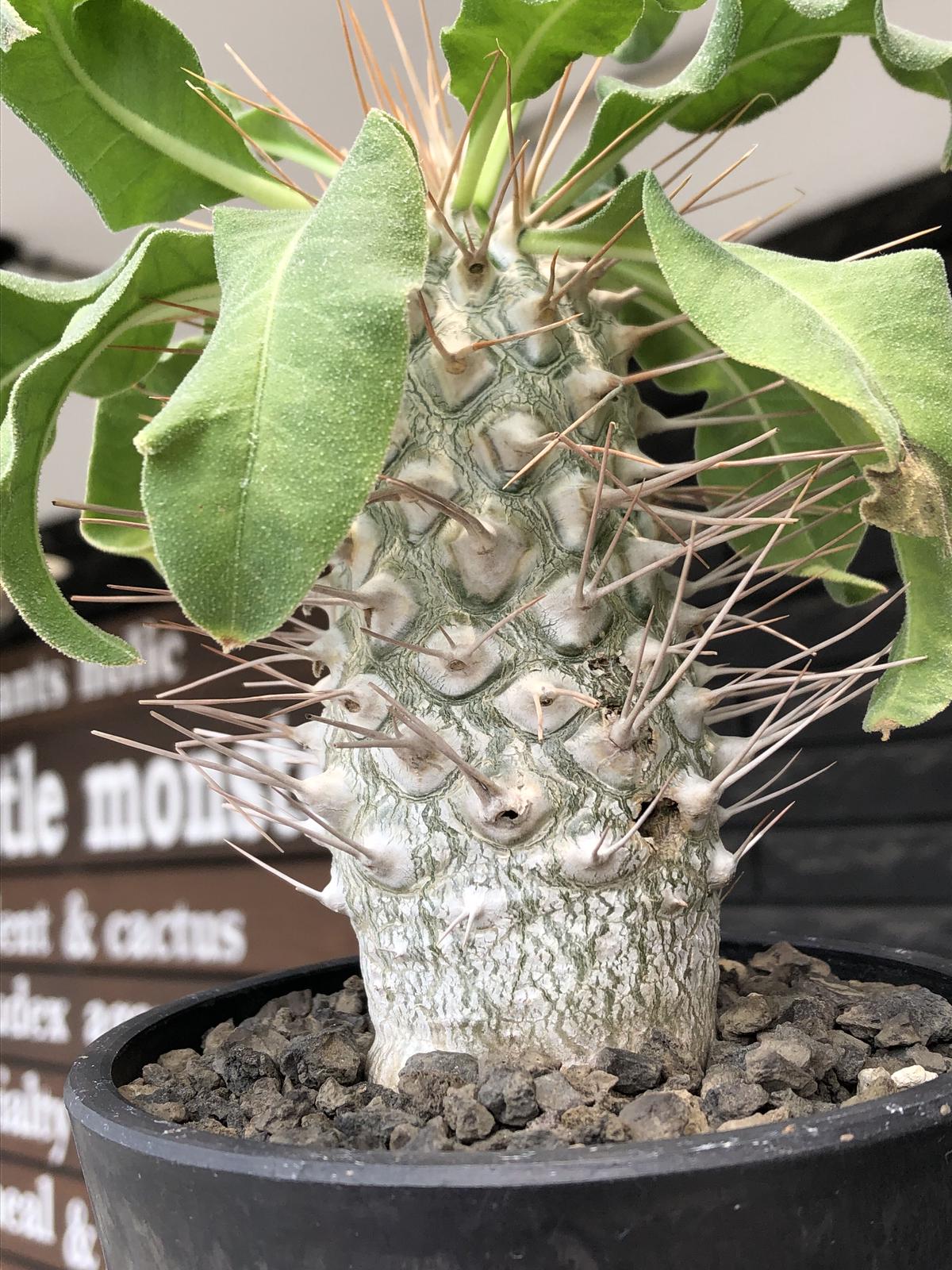 【鉢植え・送料込】アガベ ハクセンコウ 沖縄育ち アガベ ハクセンコウ 沖縄育ち 【鉢植え・送料込】アガベ ハクセンコウ