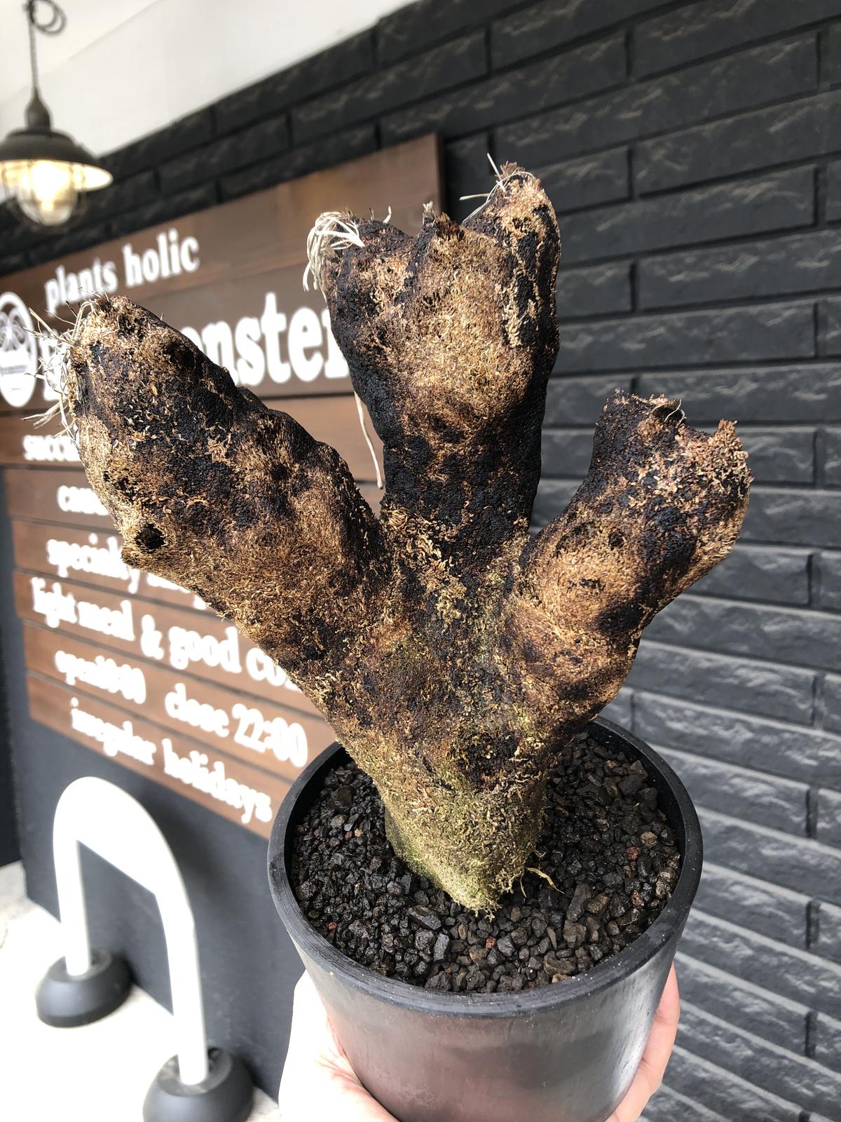 爆熱 特大 最強植物 地衣類付 詳細不明種 キセロフィタ Sp メーカー包装済 Www Salil Ltd Com 爆熱 特大 最強植物 地衣類付 詳細不明種 キセロフィタ Sp メーカー包装済 Www Salil Ltd Com