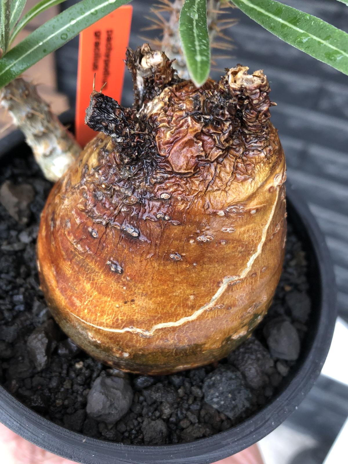 20cm鉢☆大株 現地球　グラキリス☆良型モンスター型 20cm鉢☆大株 現地球 グラキリス☆良型モンスター型