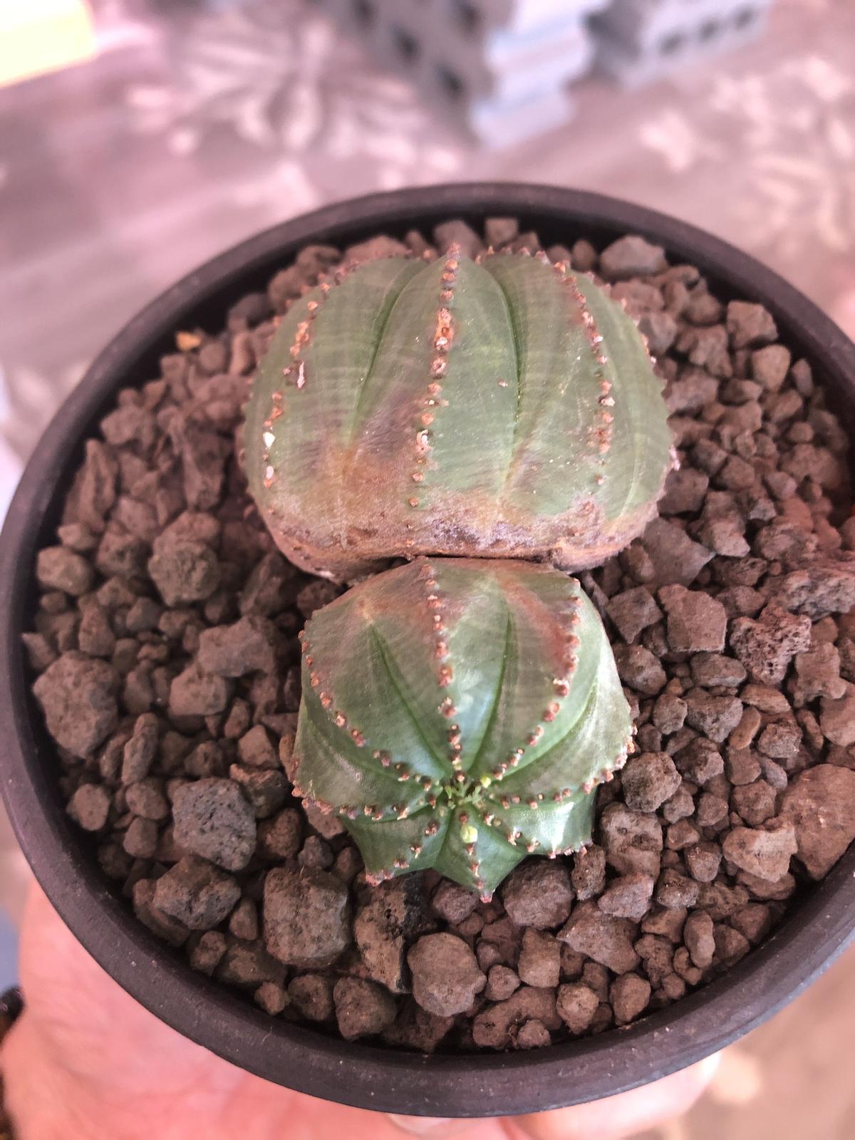 ユーフォルビア オベサ（オス） オス株 木質化 マウンテン オベサ / ユーフォルビア | LIGHTHOUSE