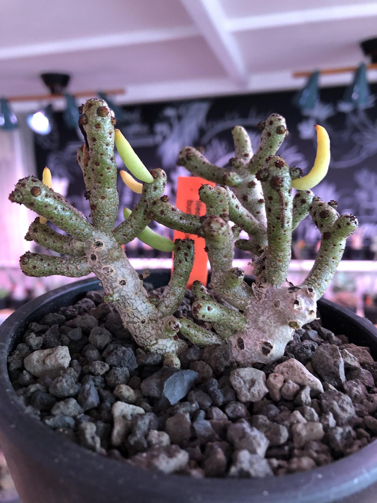 大株 チレコドン・ブックホルジアヌス 多肉植物 塊根植物