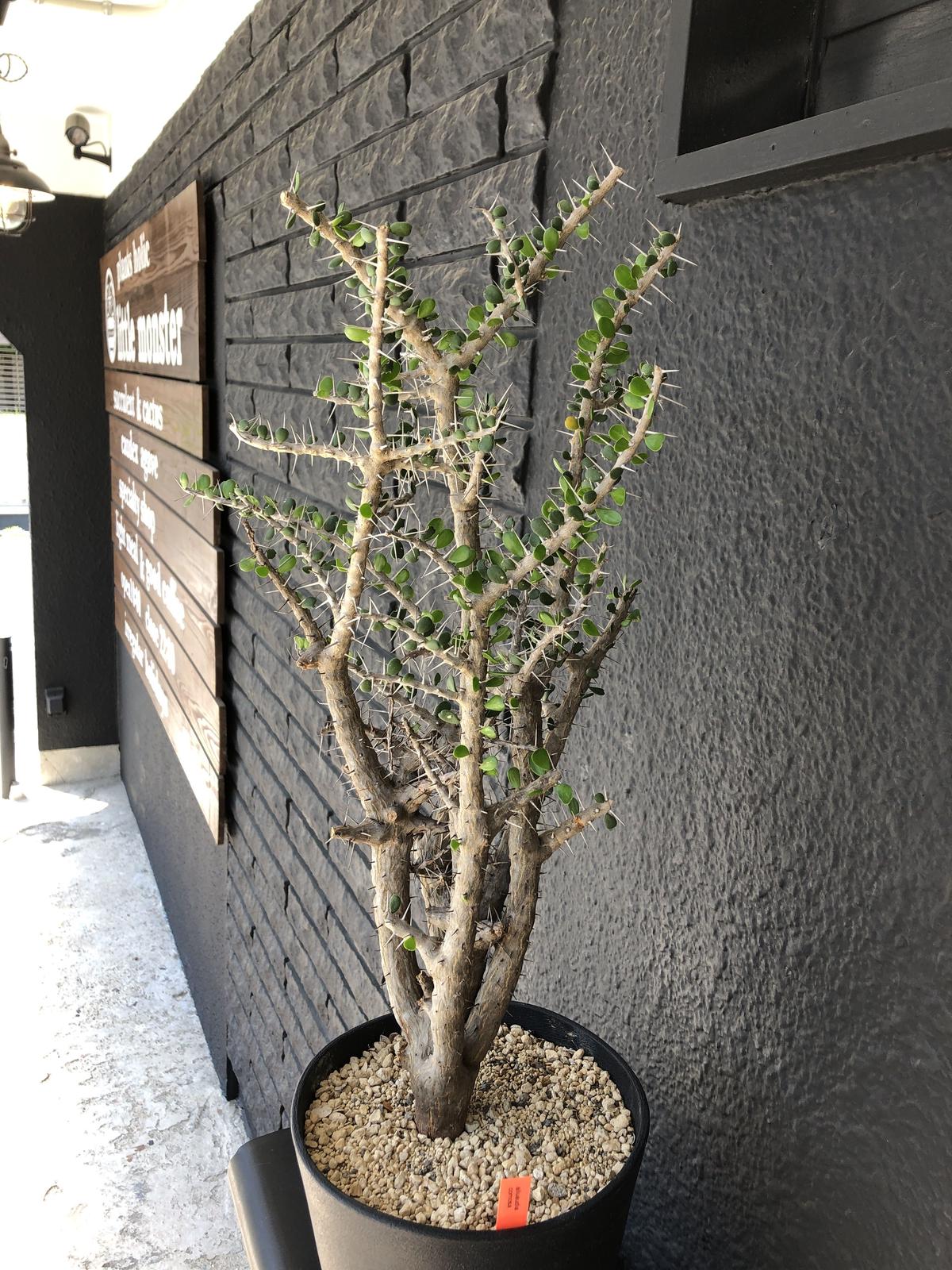 Alluaudia Comosa Xl Size Plants Holic