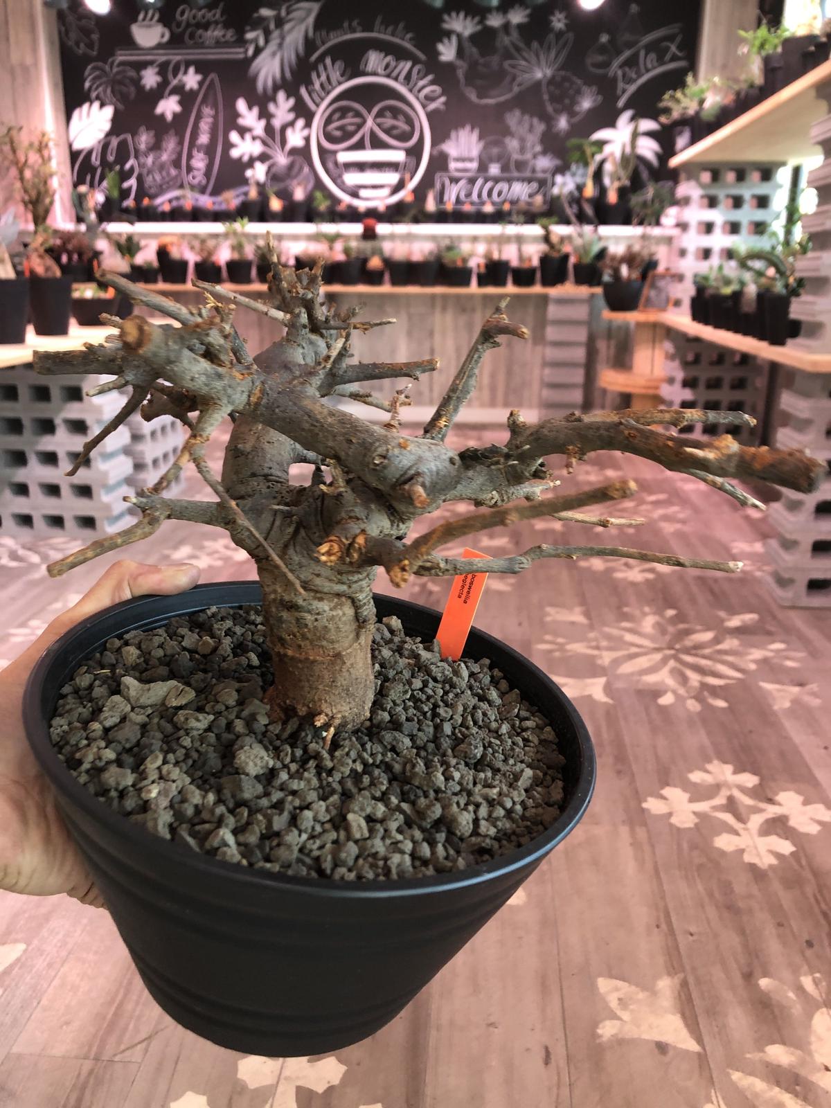 大特価　低重心　良形　ボスウェリア　ネグレクタ　灌木　塊根植物 発根済み】ボスウェリア ネグレクタ 低重心 灌木 コーデックス