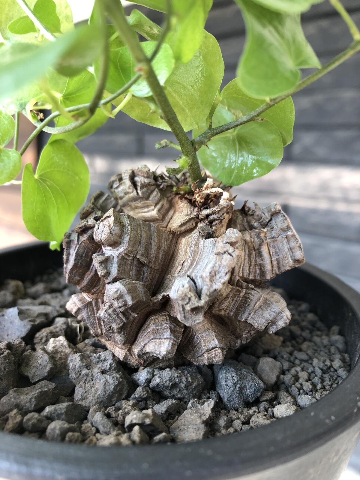 アフリカ 亀甲竜 大型 発根管理中 アフリカ 亀甲竜 大型 発根管理中