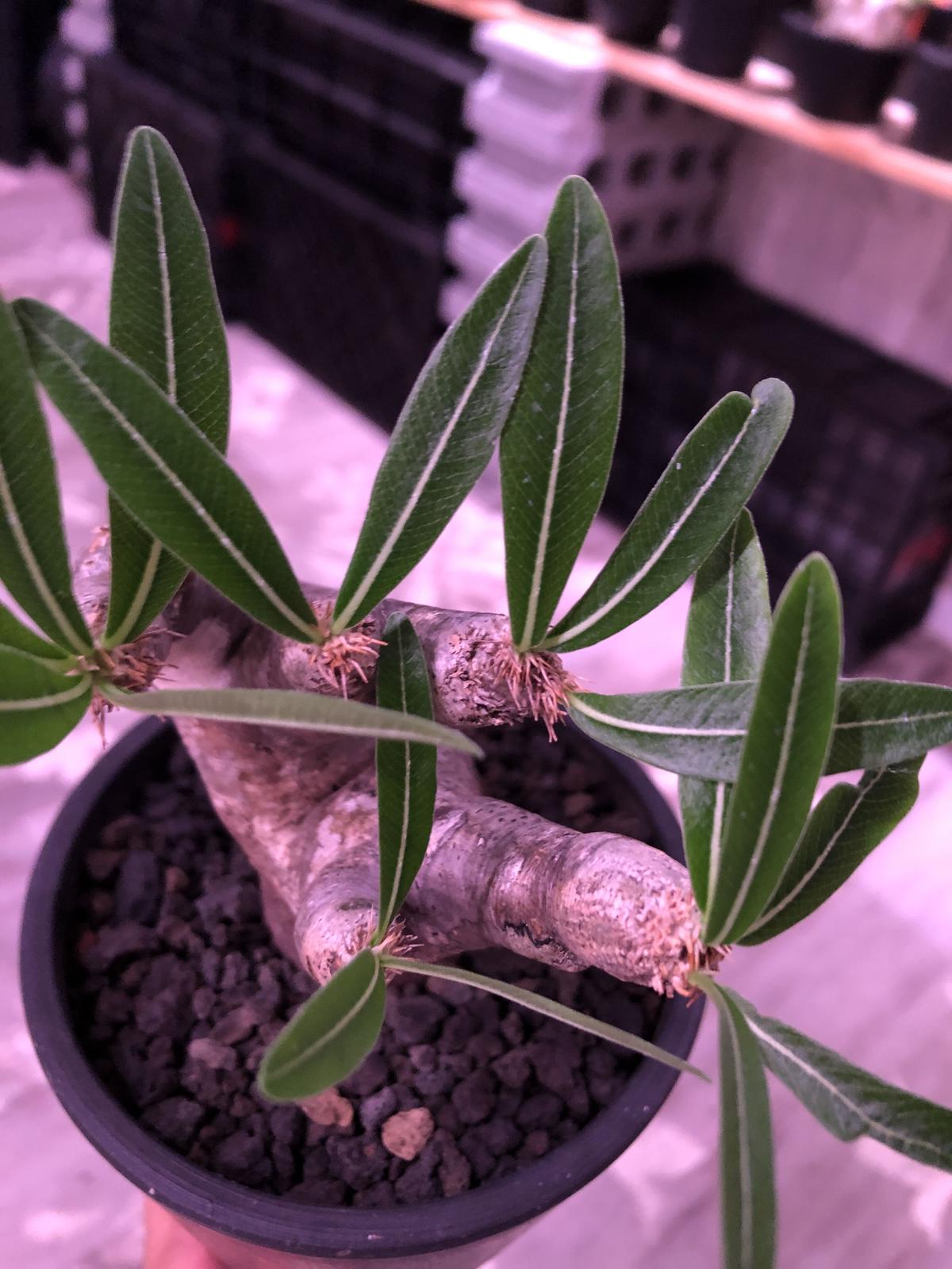 パキポディウム グラキリス 現地球 発根済み塊根植物 コーデックス (検