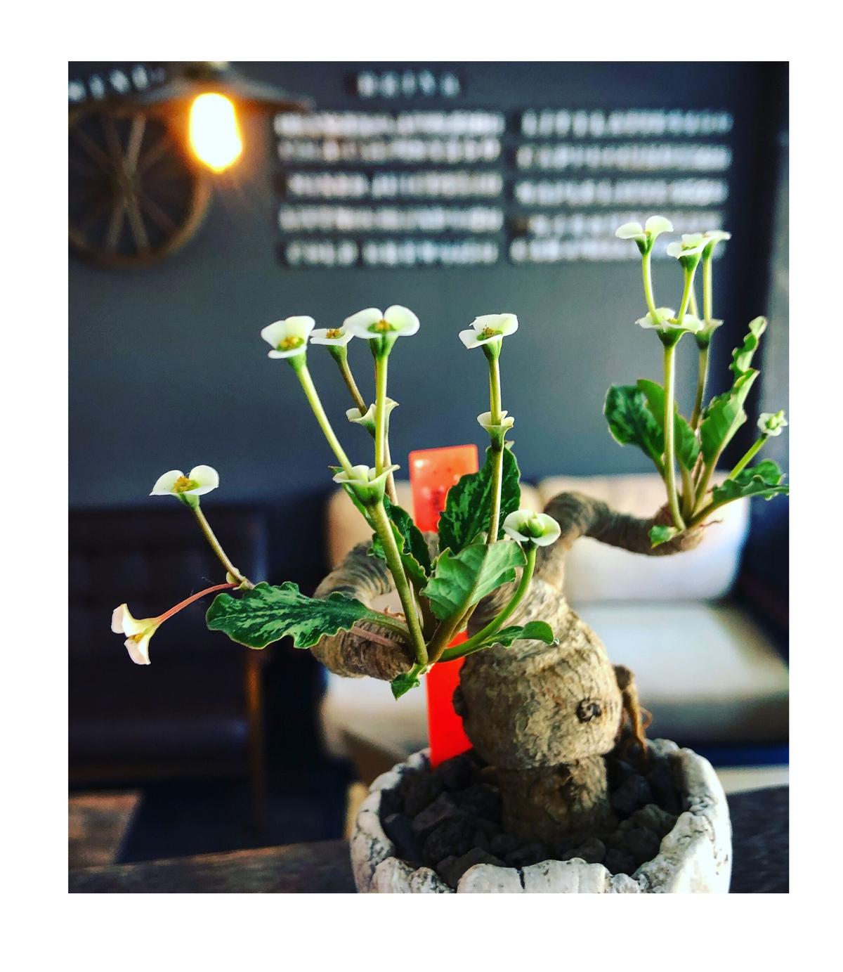 ユーフォルビア フィッシュスケール フィッシュボーン 3頭 発根管理中