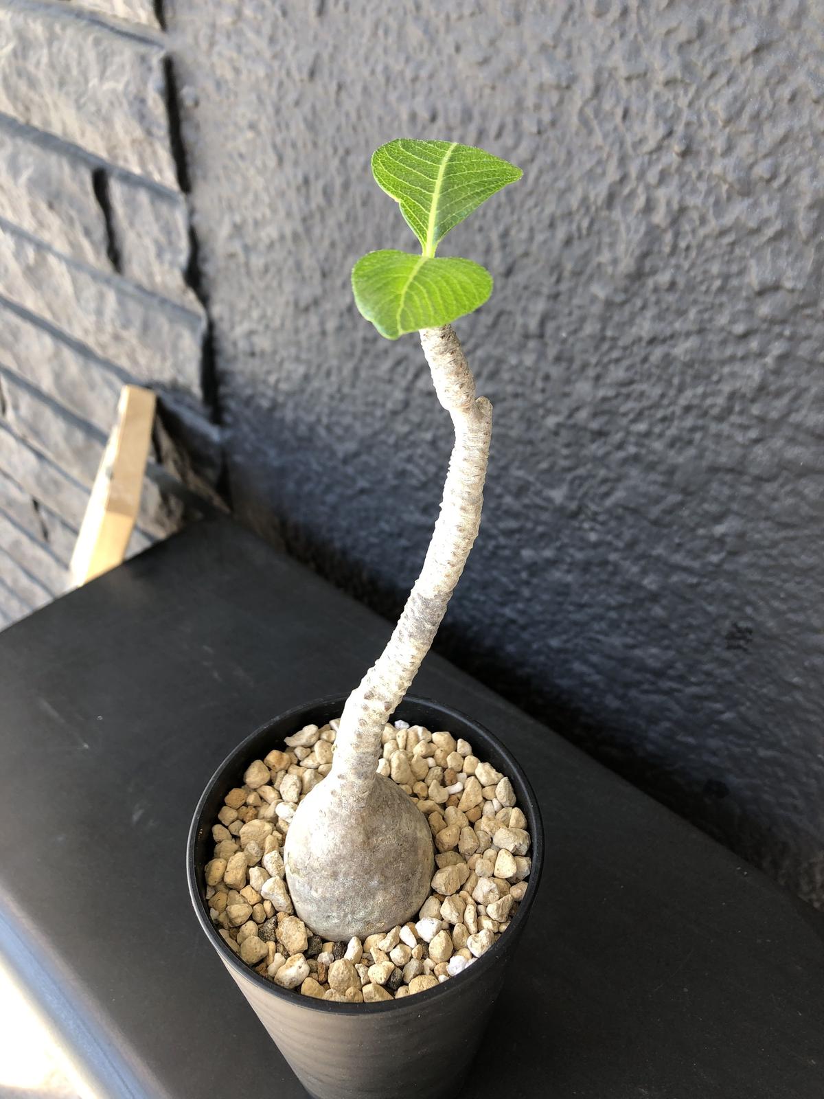 Packypodium Windsorii S Size Plants Holi