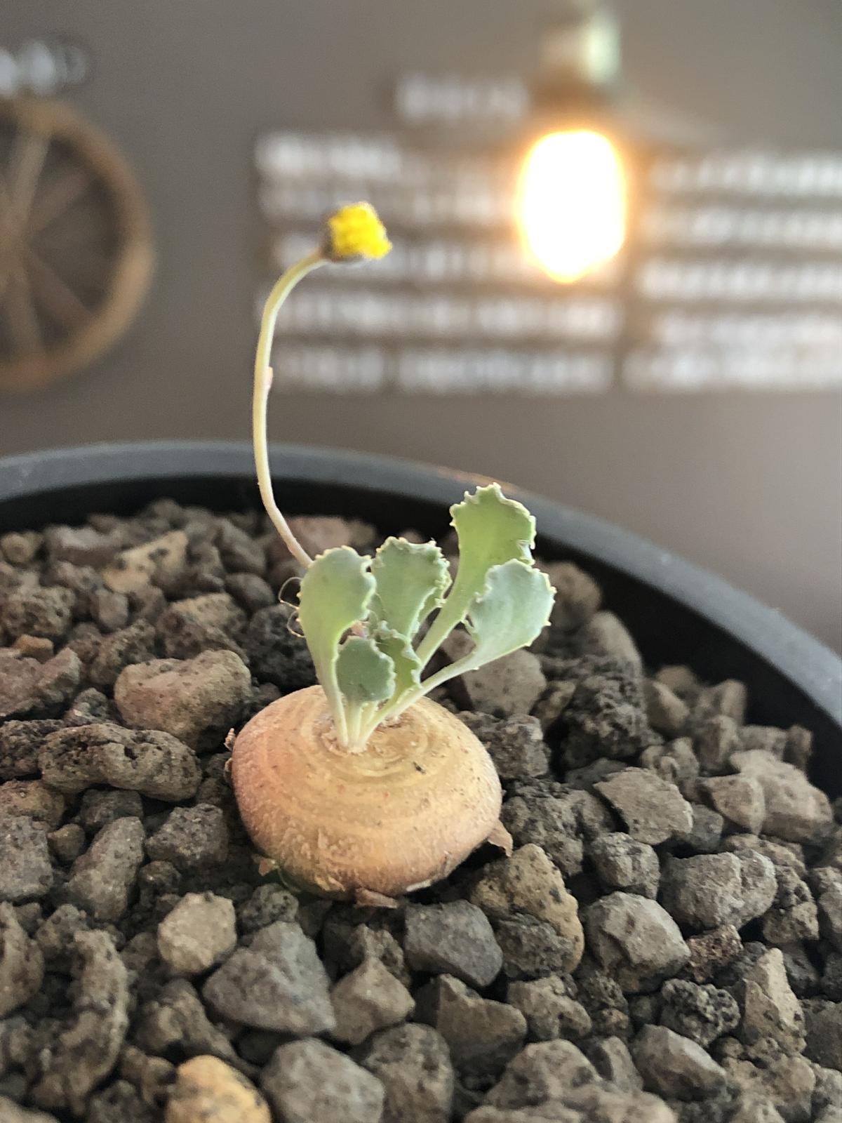 多肉植物 / コーデックス オトンナカカリオイデス6年(実生)発根