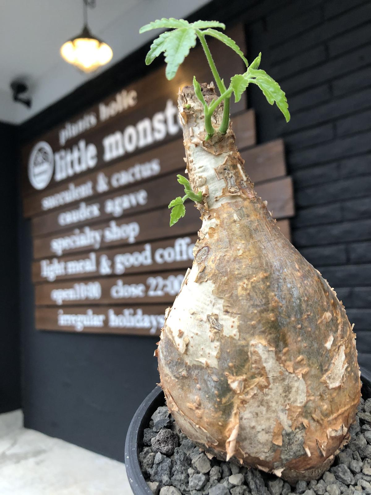 カ7136 「現地」キフォステンマ ラザ【発根・塊根植物・Cyphostemma laza】