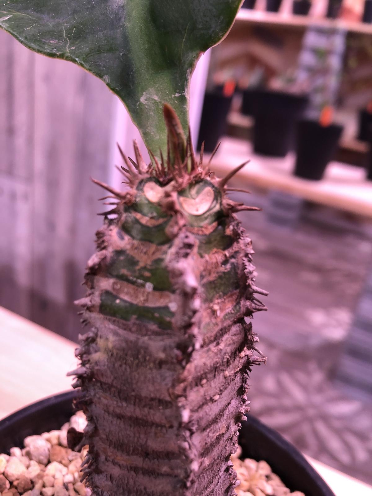 Euphorbia Viguieri Exotic Rare Succulent Cacti Madagascar Palm Plant Cactus 4" E