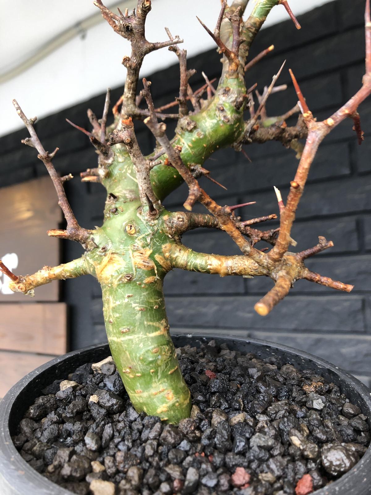 コミフォラ ミルラ 現地株 発根済み jlb002 現地球 コミフォラ ミルラ