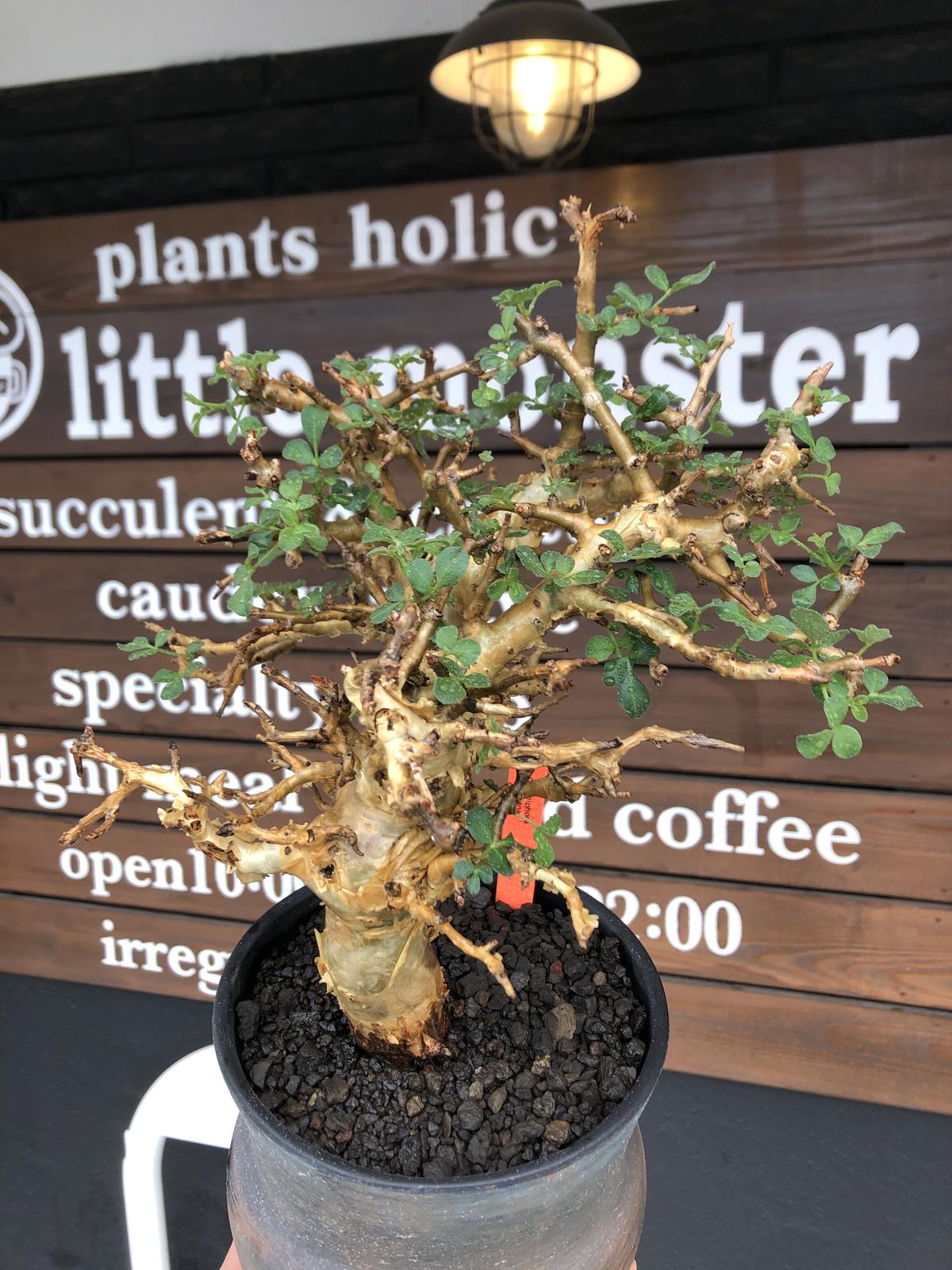 【希少発根済】コミフォラ フォリアセア ソマリア産 現地球 鉢のまま発送 希少発根済】コミフォラ フォリアセア ソマリア産 現地球 鉢のまま発送