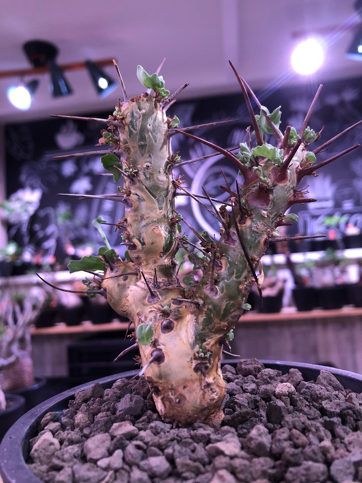 発根済 サルコカウロン クラシカウレ Soel 植物 | endageism.com