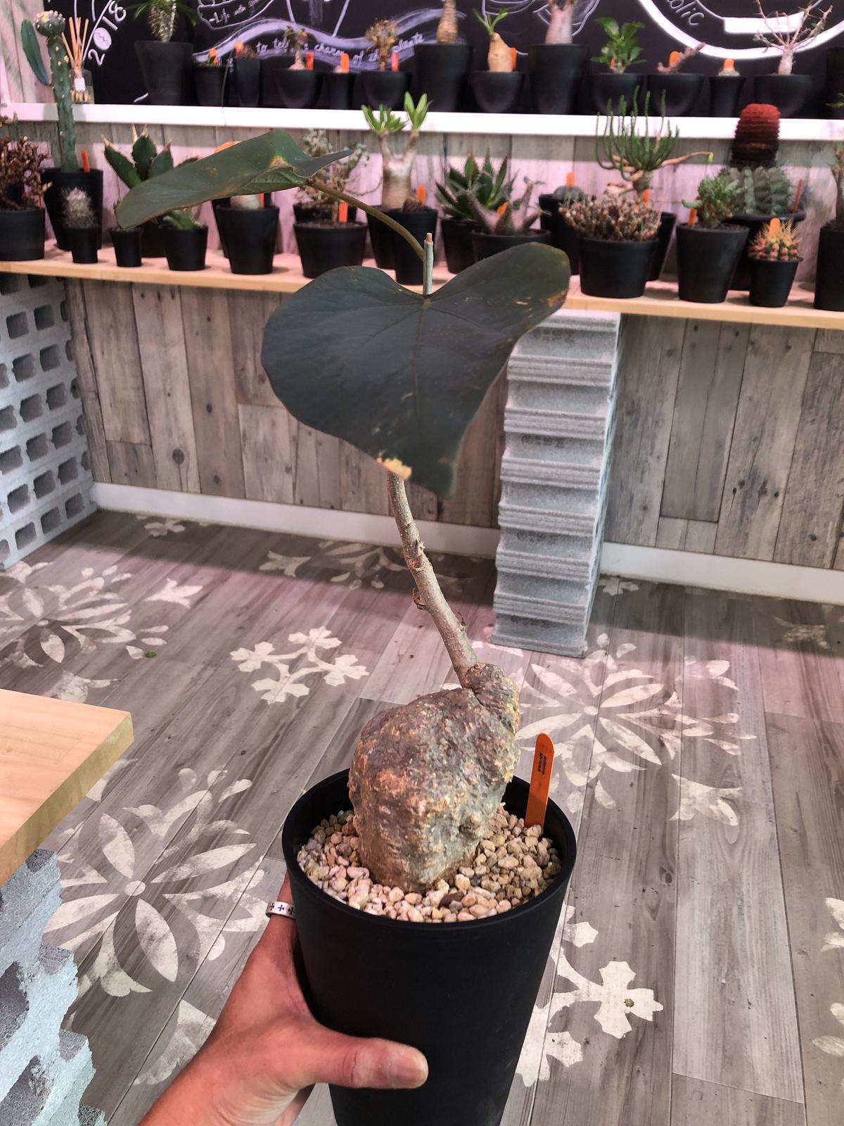 Adenia Stylosa 02 アデニア コーデックス スティローサ 国内実生 塊根植物 多肉植物 観葉植物 在庫処分大特価 アデニア