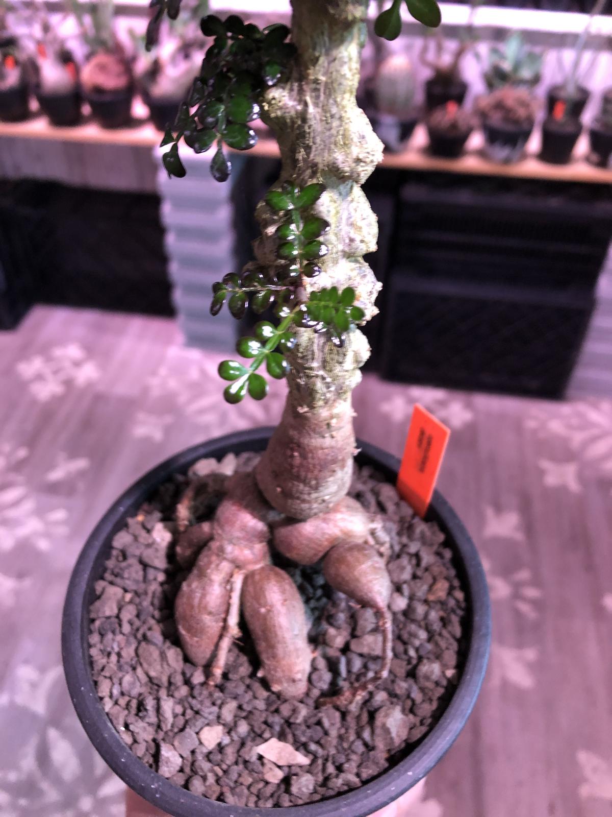Opercullicarya Decaryi Littmon Seed 9年株 Opercullicarya Decaryi Littmon Seed 9年株