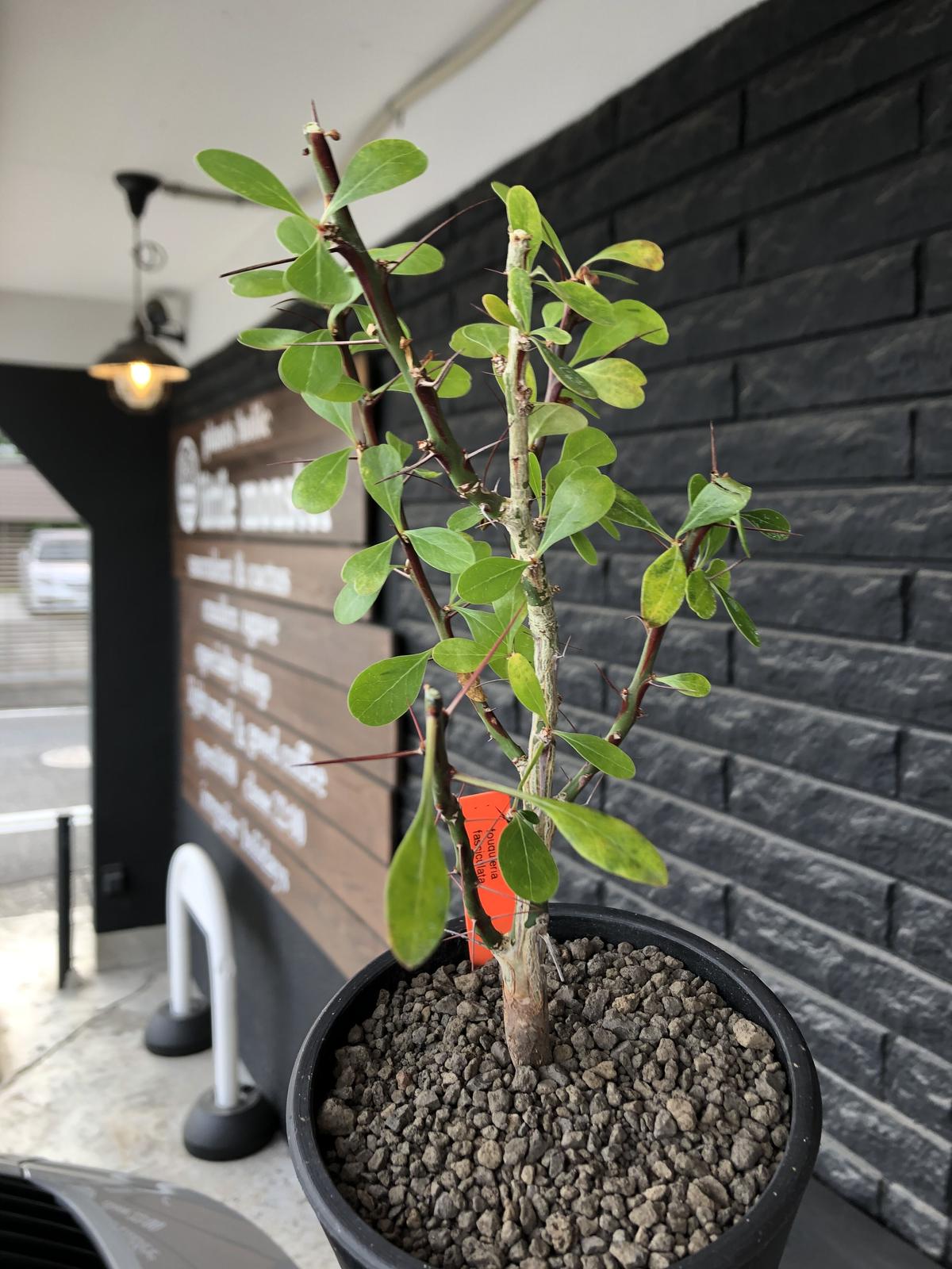 Fouquieria fasciculata フォークイエリア ファシクラータ 20粒 種子