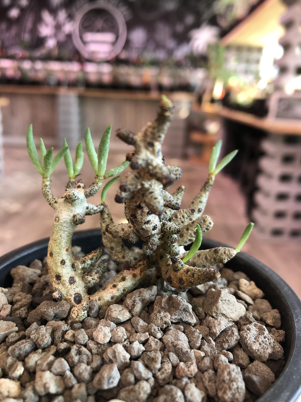 大株 チレコドン・ブックホルジアヌス 多肉植物 塊根植物