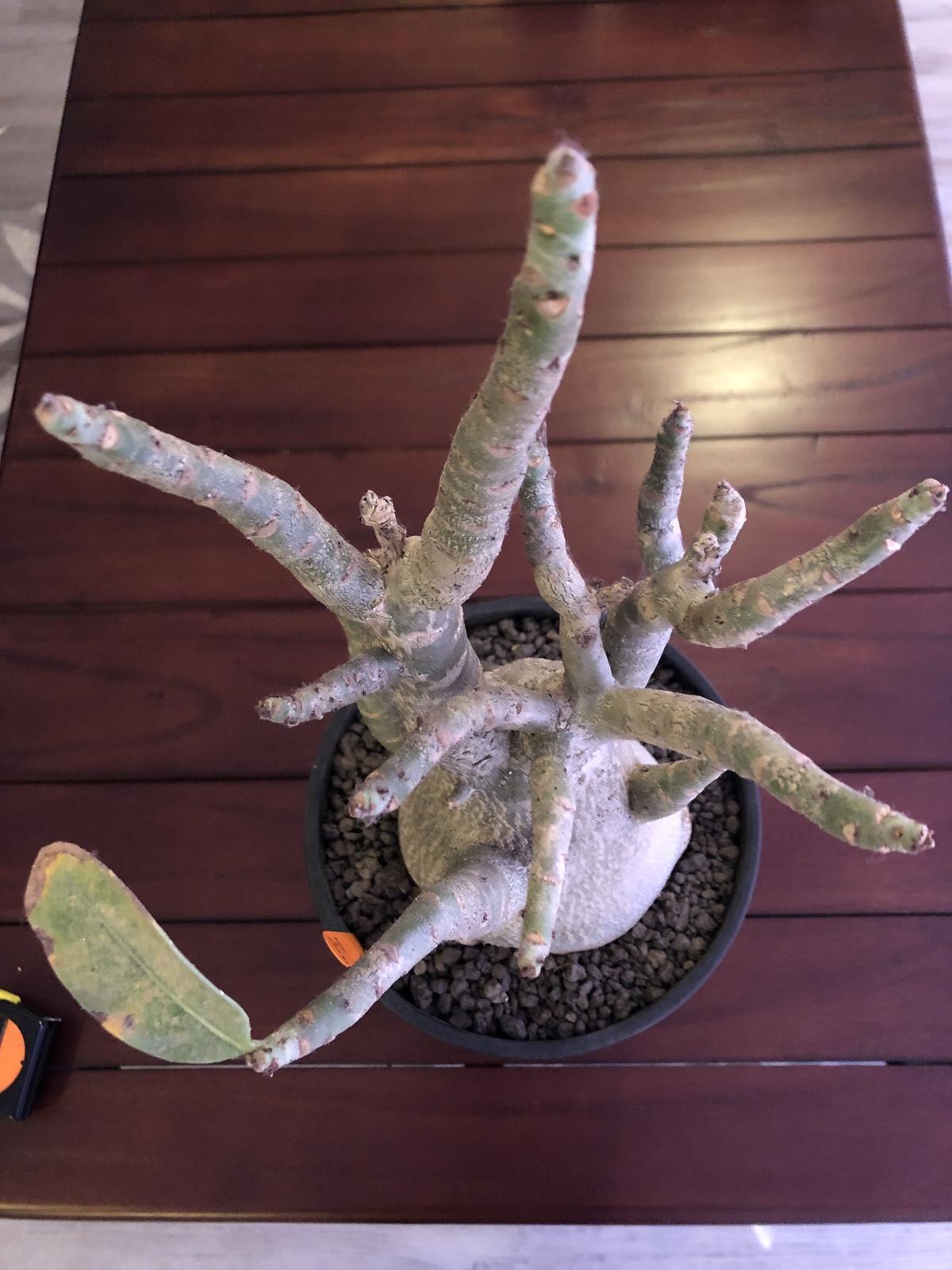 adenium arabicum plants holic "little m...