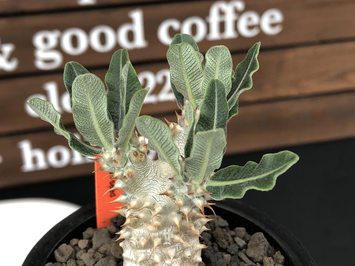 pachypodium tackyi《小さめM size》希少種‼︎gr※littmon se...