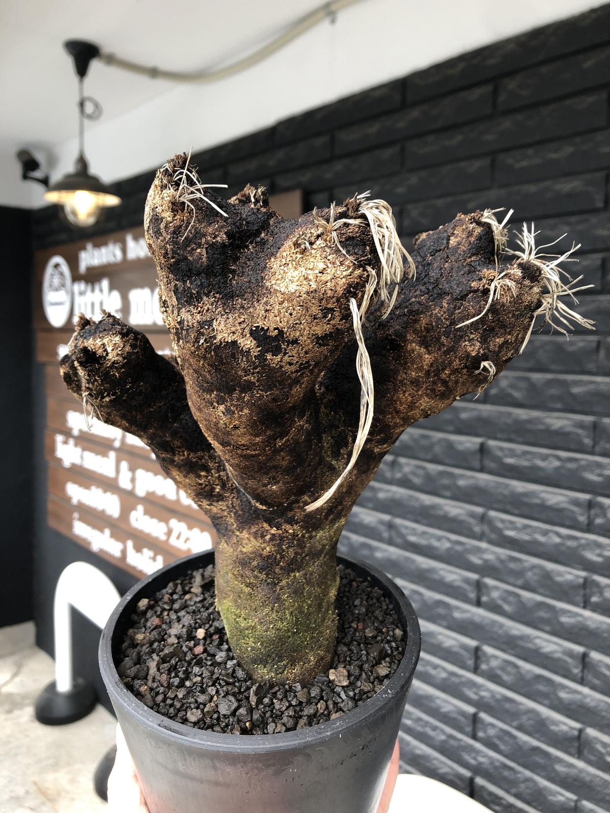 特選株 15 キセロフィタ トリコフィラ xerophyta trichophylla