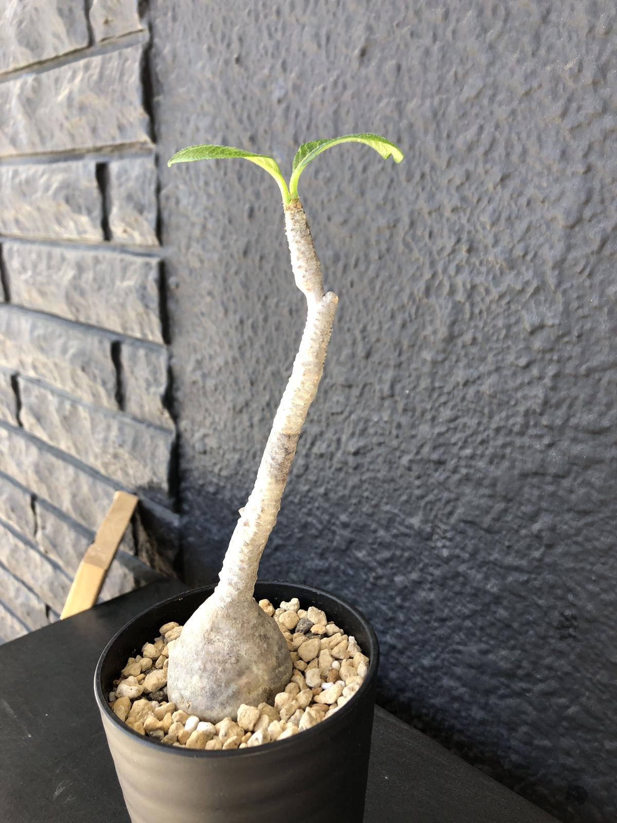 Packypodium Windsorii S Size Plants Holi